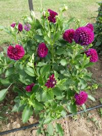 Jiřinka 'Marble Ball' (Dahlia)