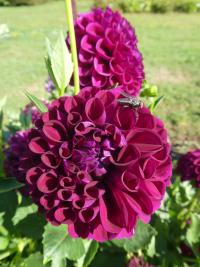 Jiřinka 'Marble Ball' (Dahlia)