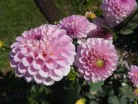 Jiřinka 'Wizard of Oz' - Kulovité jiřinky (Dahlia)