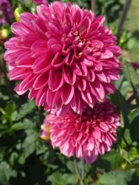 Jiřinka 'Alyshia' - Anemonkovité jiřinky (Dahlia)