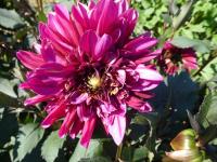 Jiřinka 'Purple Haze' - Anemonkovité jiřinky (Dahlia)