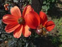 Jiřinka 'Bishop of Oxford' (Dahlia)