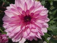 Jiřinka 'Bacardi' - Dekorační jiřinky (Dahlia)