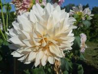 Jiřinka 'Cafe Au Lait' - Dekorační jiřinky (Dahlia)