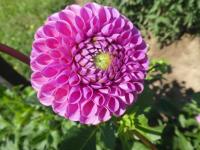 Jiřinka 'Caitlin's Joy' - Kulovité jiřinky (Dahlia)