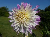 Jiřinka 'Ferncliff Illusion' - Dekorační jiřinky (Dahlia)