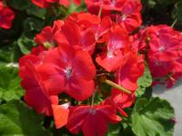 Pelargónie páskatá 'Vlasta F1' (Pelargonium zonale)