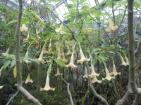 Durmanovec (Brugmansia suaveolens)