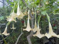 Durmanovec (Brugmansia suaveolens)