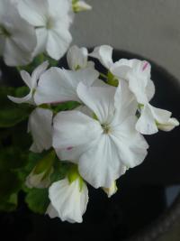 Pelargónie páskatá 'Barbara Eldridge' - květ (Pelargonium zonale)