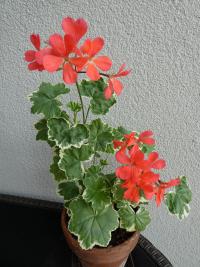 Pelargónie páskatá 'Platinum' (Pelargonium zonale)