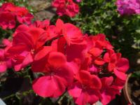 Pelargónie páskatá 'Black Velvet Violet F1' - květ (Pelargonium zonale)