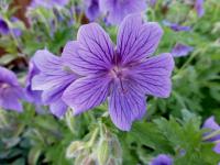 Kakost vznešený (Geranium x magnificum)