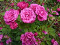 Růže - skupina miniaturní, květ (Rosa)