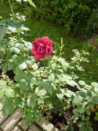 Růže (Rosa)