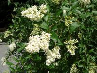 Ptačí zob (Ligustrum vulgare)