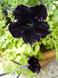 Petunie (Petunia x hybrida)