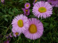 Erigeron speciosus   fleabane flowers