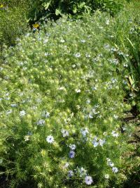 Černucha damašská (Nigella damascena)