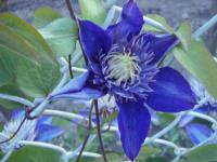 Plamének (Clematis)