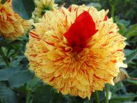 Jiřinka (Dahlia)