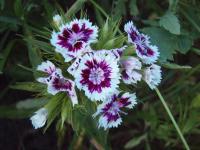 Hvozdík bradatý (Dianthus barbatus)