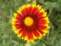 Kokarda velkokvětá (Gaillardia x grandiflora)