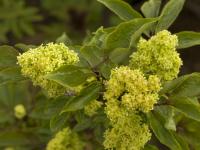 Baza červená (Sambucus racemosa)