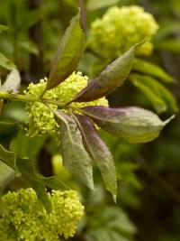 Baza červená (Sambucus racemosa)