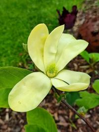 Šácholan (Magnolia)