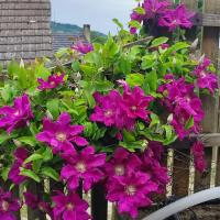 Plamének (Clematis)
