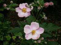 Sasanka japonská (Anemone hupehens)