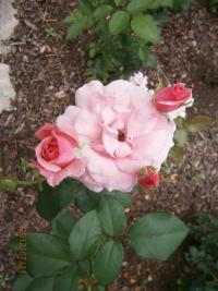 Růže (Rosa)