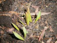 Tulipány (Tulipa)