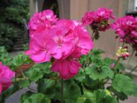 Pelargónie páskatá (Pelargonium zonale)