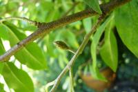 Elaeagnus umbellata   Japanese Silverberry branches