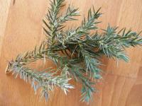 Jalovec šupinatý 'Blue Star' (Juniperus squamata)