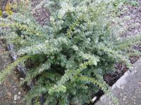 Tis červený pokrytý ledem (Taxus baccata)