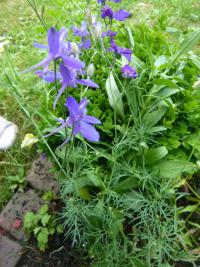 Ostrožka zahradní - 1-letá (Delphinium ajacis)
