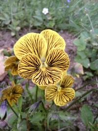 Violka rohatá (Viola cornuta)