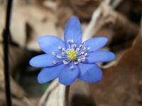 Jaterník podléška (Hepatica nobilis)