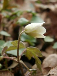 Sasanka (Anemone)