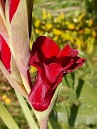 Mečík (Gladiolus)