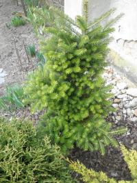Abies koreana   Korean fir plant