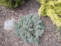 Jalovec šupinatý 'Blue Star' (Juniperus squamata)