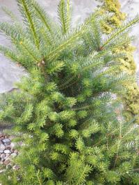 Jedle korejská (Abies koreana)