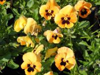 Maceška zahradní (Viola x wittrockiana)