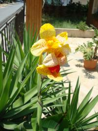 Dosna indická (Canna indica)