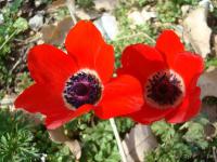 Sasanka věncová (Anemone coronaria)