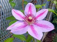 Plamének (Clematis)